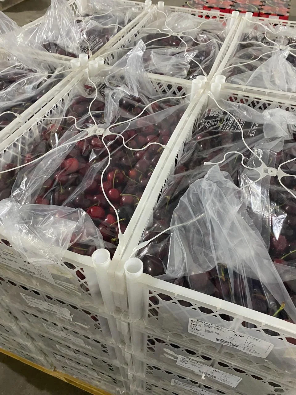 Cerezas de color rojo intenso presentadas en cajas blancas