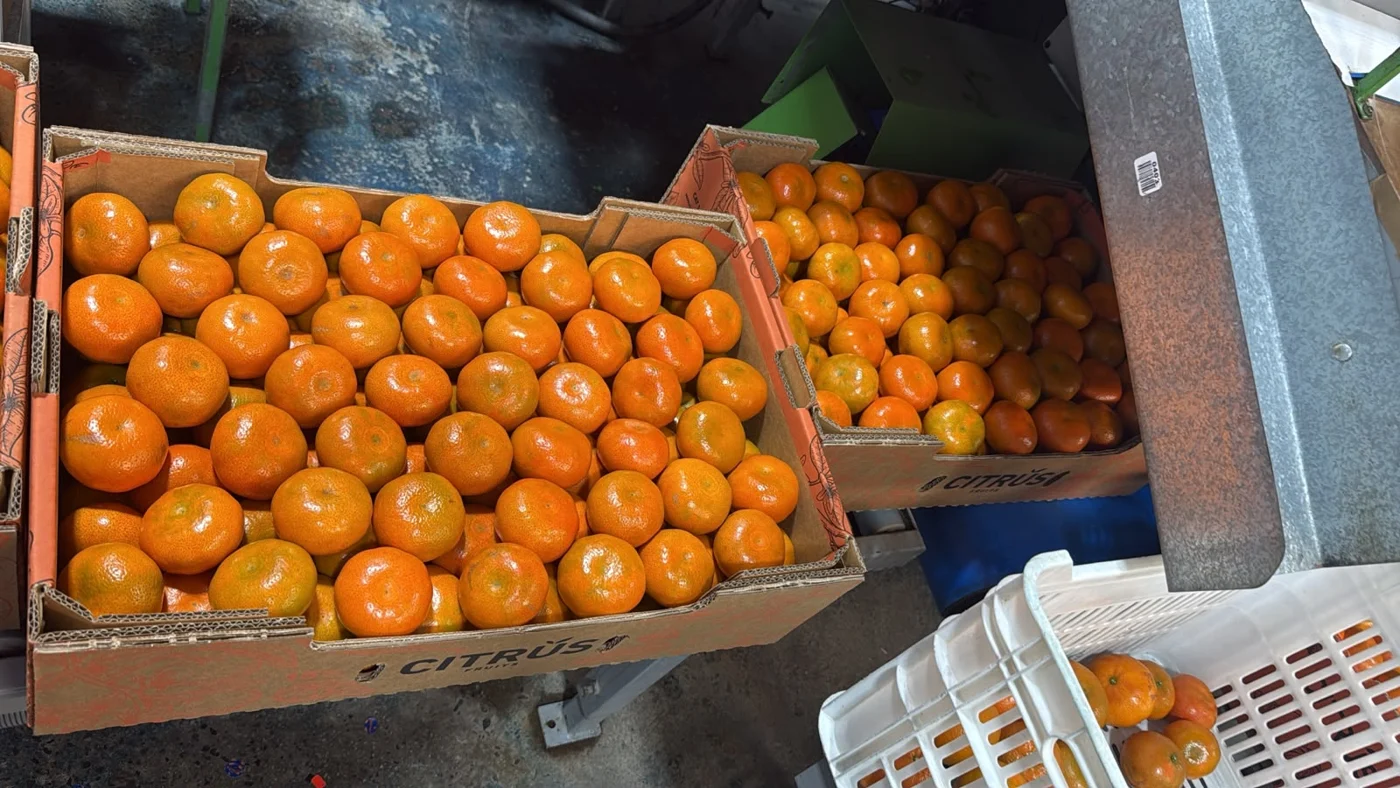 Mandarinas de piel anaranjada presentadas en cajas