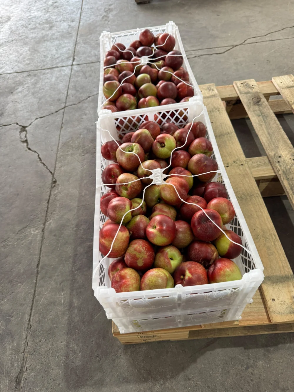 Nectarines de piel rojiza y amarilla presentados en cajas blancas