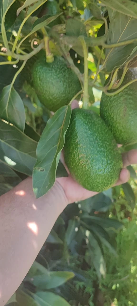 Paltas verdes creciendo en una rama de árbol