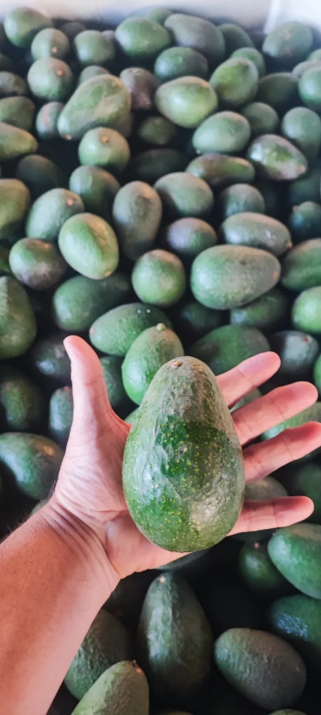 Palta entera sobre una selección de paltas