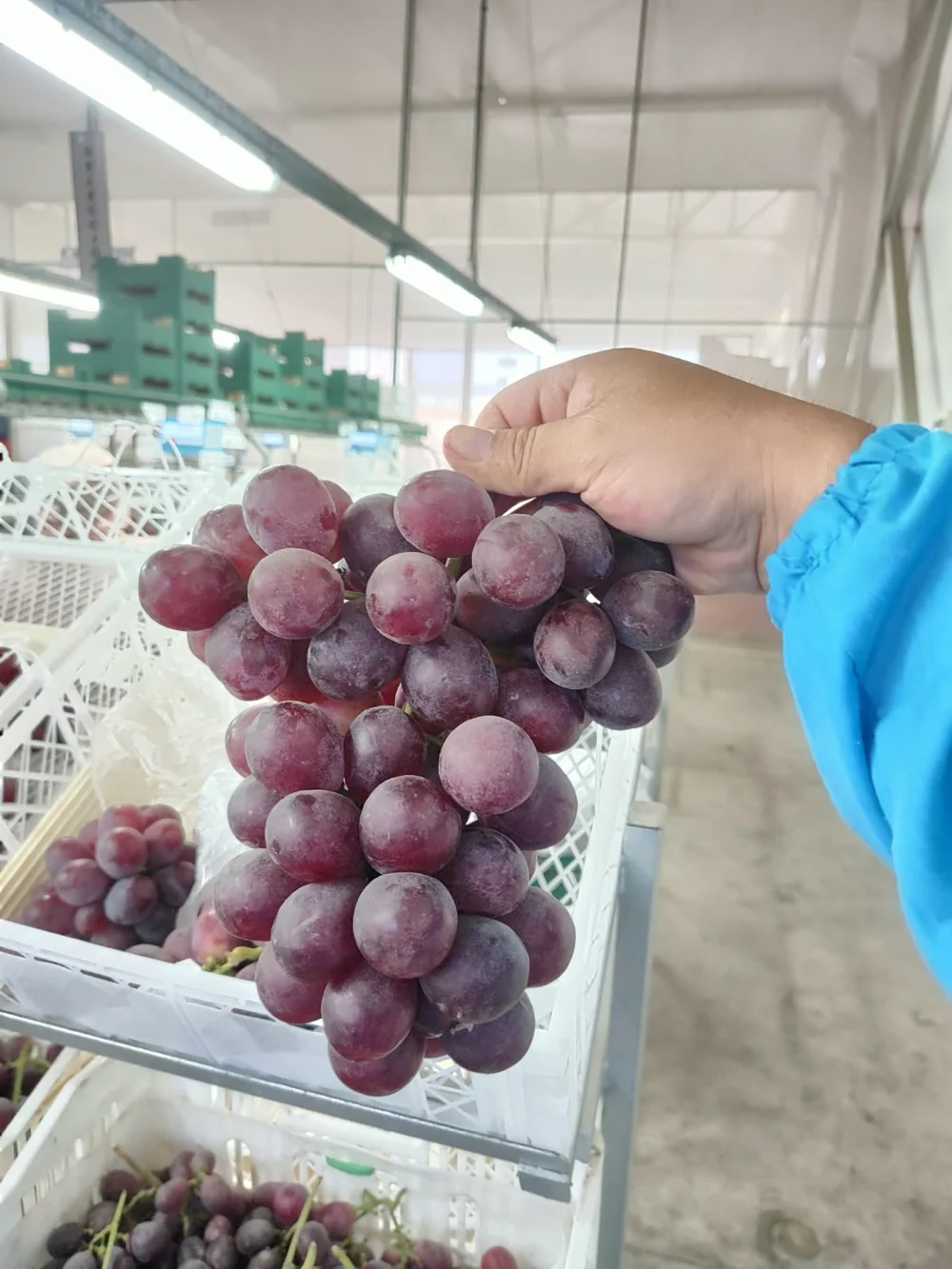 Racimo de uvas rojas sostenido sobre cajas de fruta